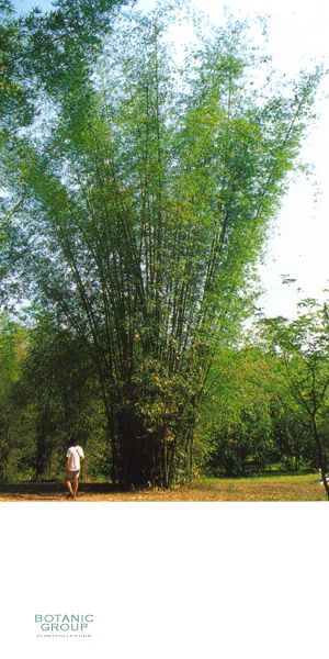 Bambus - Bambusa textilis