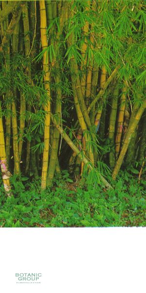 Bambusa vulgaris ´Striata