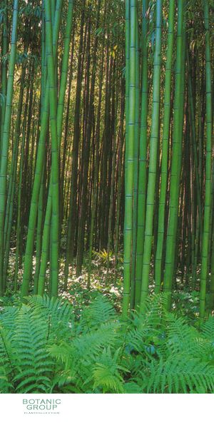 Bambus - Phyllostachys bambusoides
