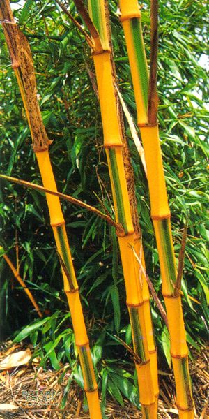 Phyllostachys bambusoides ´Castilloni inversa´