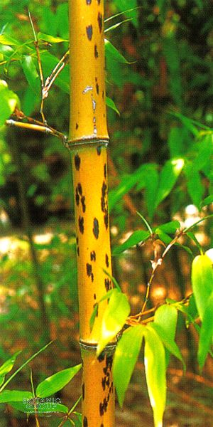 Phyllostachys bambusoides ´Tanakae´