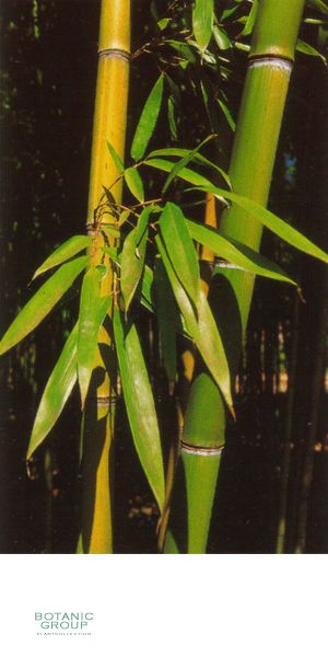 Bambus - Phyllostachys violascens