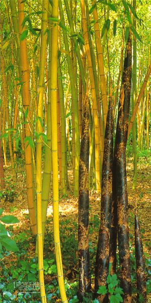 Bambus - Phyllostachys viridis ´Sulfurea´