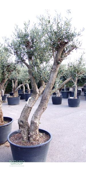 Olea Europea - Olivenbaum