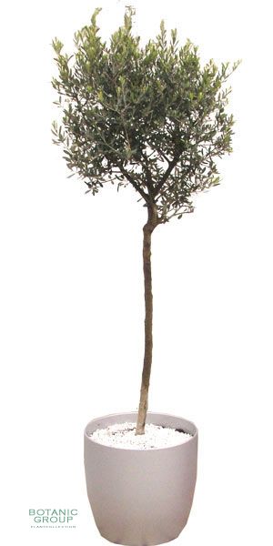 Olea Europea - Olive Tree