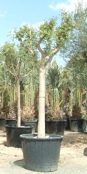 Ceratonia siliqua - Johannisbrotbaum