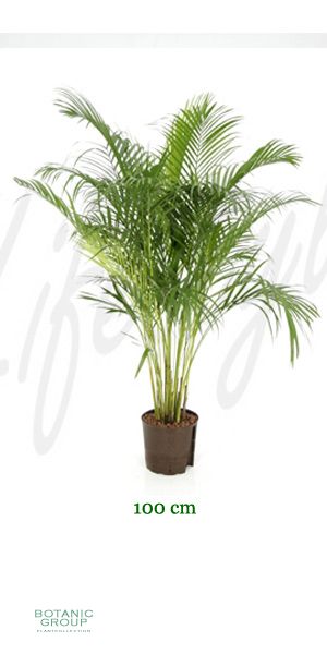 Areca chrysalidocarpus lutescens