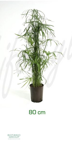 Cyperus alternifolius - Umbrella Plant