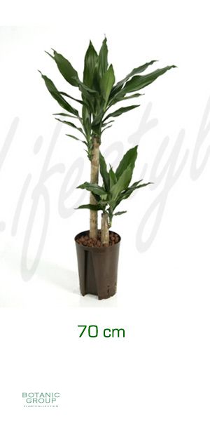Dracaena fragrans - Drachenbaum