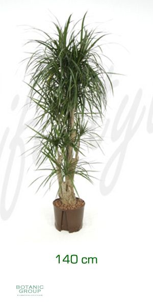 Dracaena marginata verzweigt - Drachenbaum