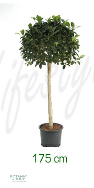 Ficus australis- Feigenbaum