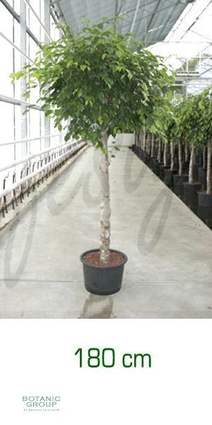 Ficus benjamina stem