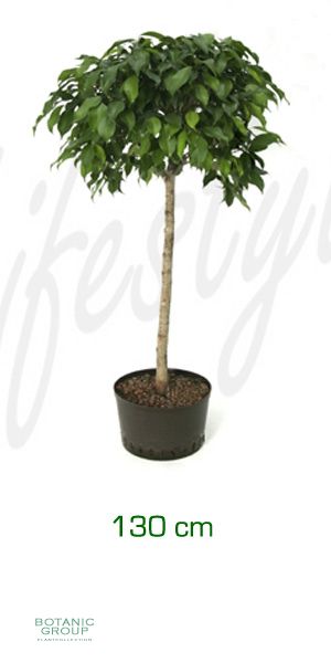 Ficus benjamina columnar- Feigenbaum Stammwuchs