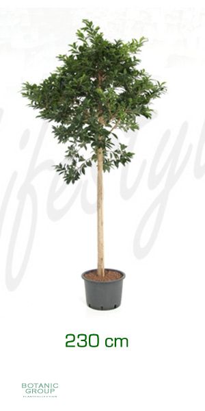 Ficus nitida compacta stem