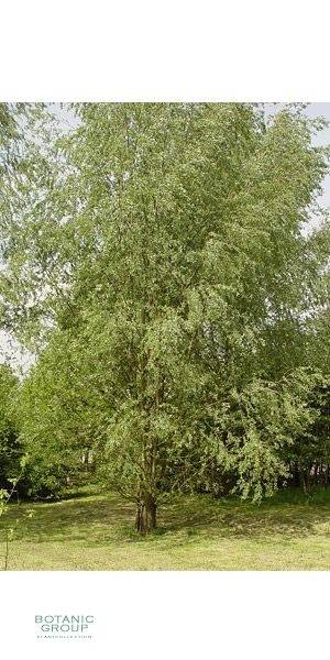 Salix alba - Silber-Weide