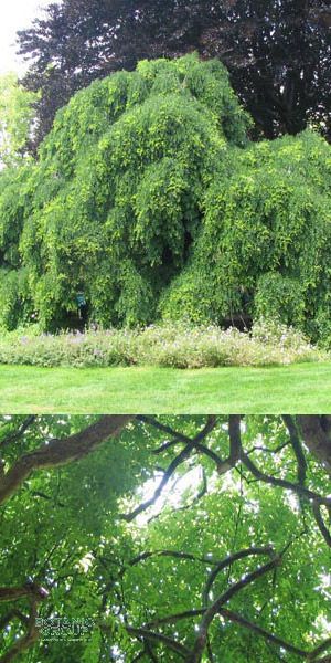 Sophora japonica Pendula - Japanischer Schnurbaum