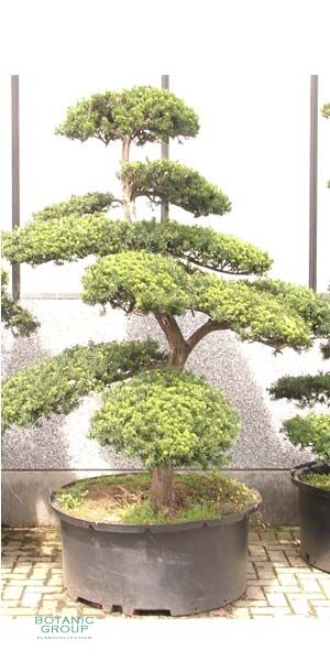 Taxus cuspidata Bonsai - Japanische Eibe