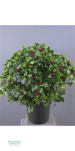 Artificial plant - ilex plant