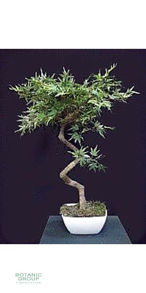 Kunstbaum - Aralia Japonica Tischmodell ohne Topf