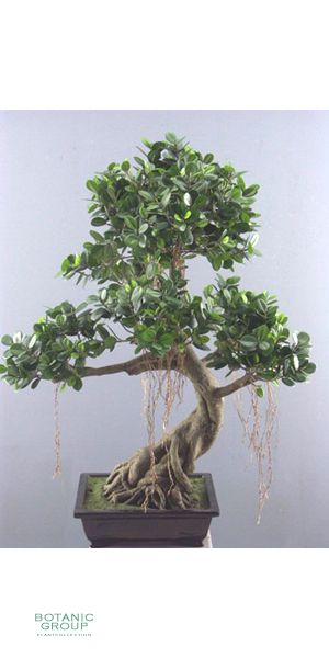 Artificial plant - bonsai ficus panda
