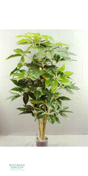 Kunstpflanze - Schefflera