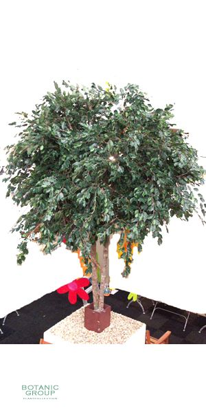 Kunstbaum - Ficus