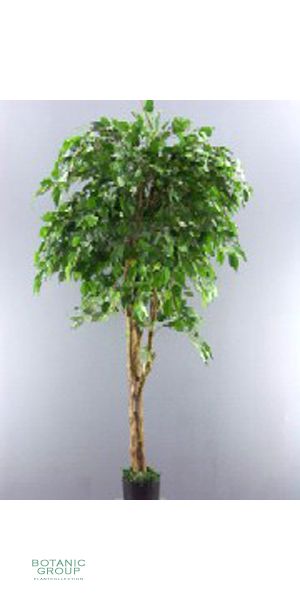 Kunstbaum - Ficus benjamina giganteum