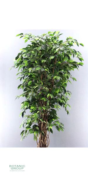 Artificial- Ficus - Ficus benjamini multitrunk