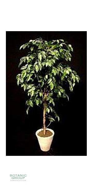 Artificial- Ficus - Ficus benjamini lianen