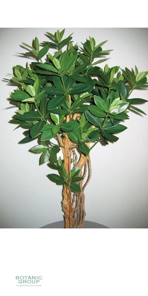Kunstbaum - Lorbeerbaum, Corynocarpus laevigatus