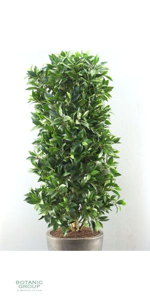 Artificial plant - laurel column