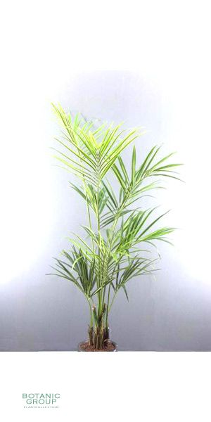 Artificial Palms - Kentiapalm