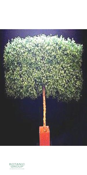 Kunstbaum - Buchsbaumhecke auf Stamm