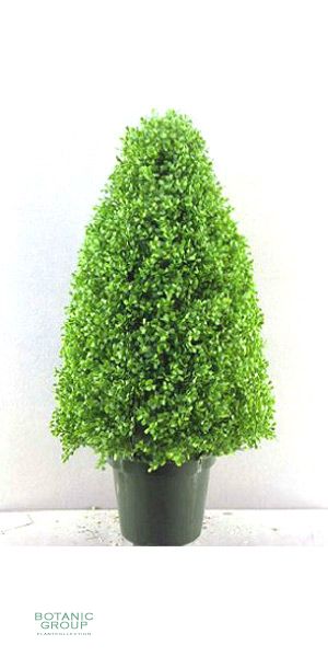 Artificial plant - leucodendron topiary