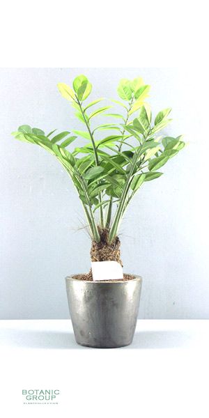 Artificial plant - Zamioculcas