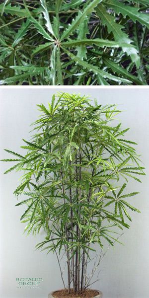 Kunstpflanze - Aralia multitrunkboom