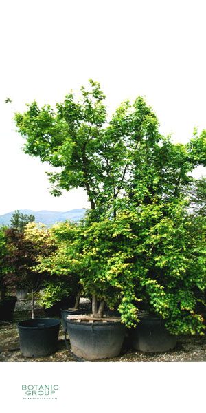 Acer palmatum