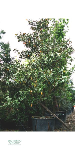 Magnolia grandiflora Galisoniensis - Magnolie