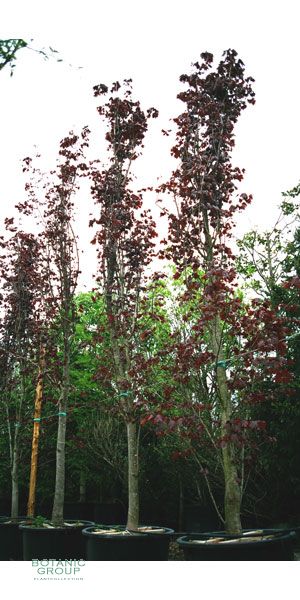 Prunus cerasifera Nigra - Kirschpflaume