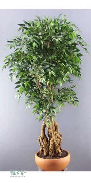 Artificial tree - French Ficus