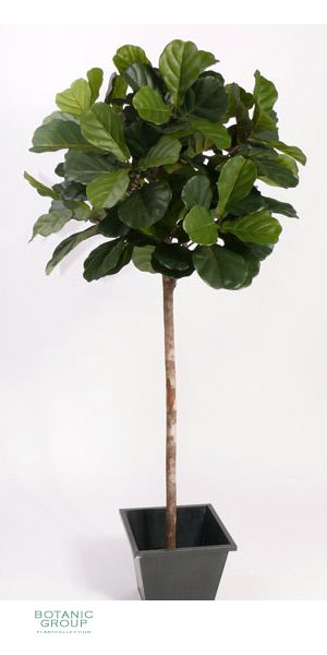 Kunstbaum - Ficus Lyrata, Kugelform