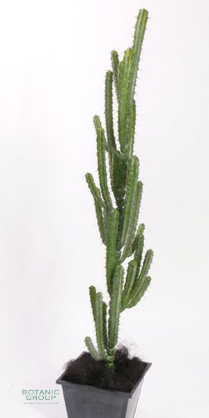 Artificial Cactus, Myrtillocactus geometrizans