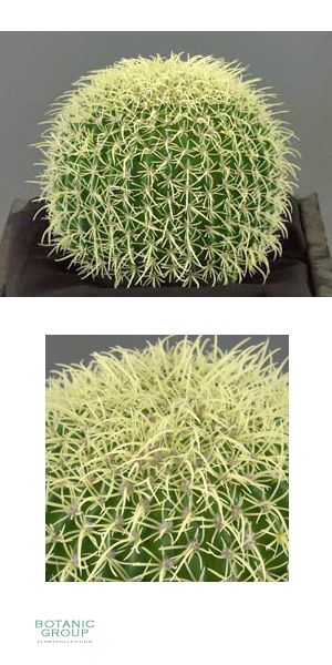 Artificial Cactus, Echinocactus grusonii