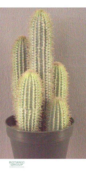 Künstlicher Kaktus, Fingerkaktus
