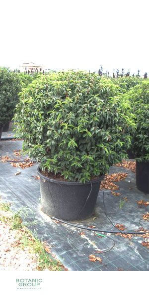 Prunus lusitanica - Portugiesischer Kirschlorbeer