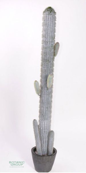 Artificial Cactus, Pachycereus pringlei