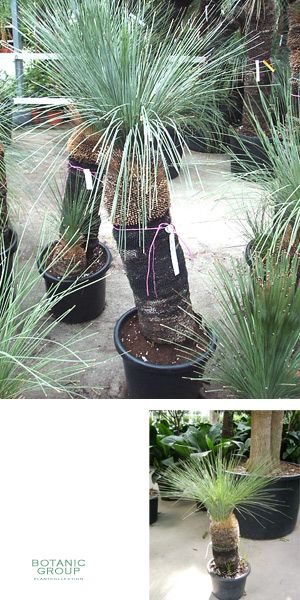 Xanthorrhoea glauca - Grasbaum, Black boy, Zimmerpflanze