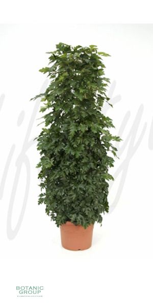 Cissus rhombifolia Ellen Danica - Königswein