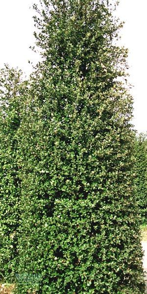 Quercus ilex - Steineiche, Grüneiche