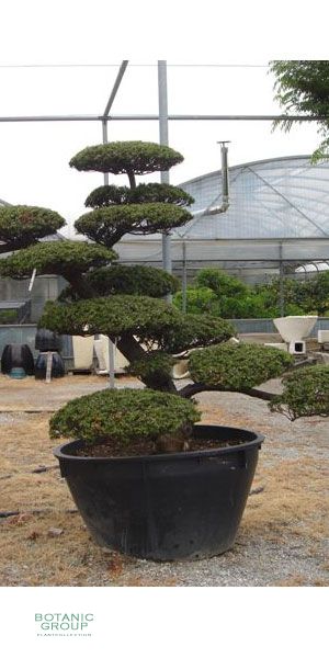 Taxus cuspidata Garden- bonsai